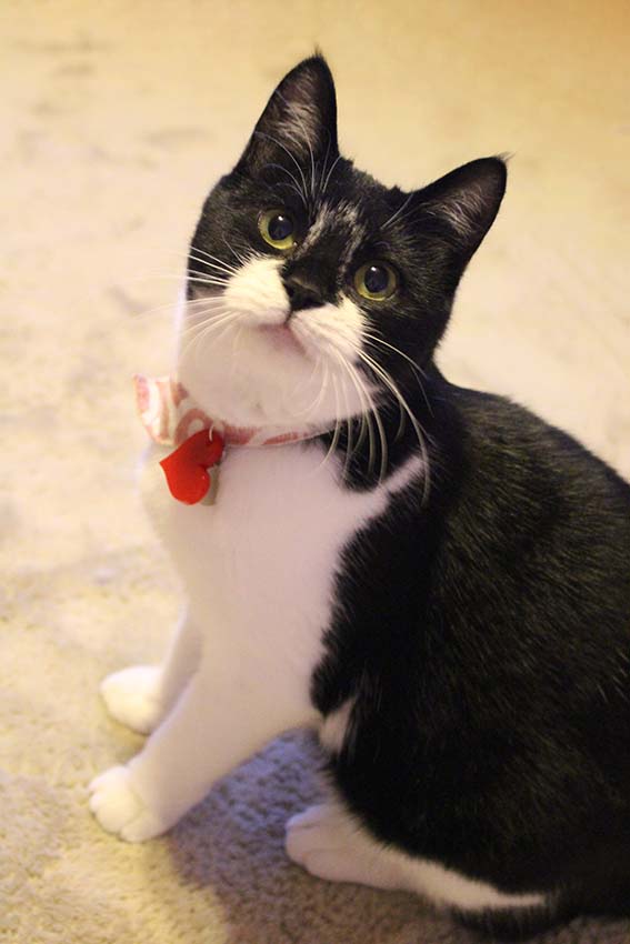 f:id:pancia:20160502145828j:plain