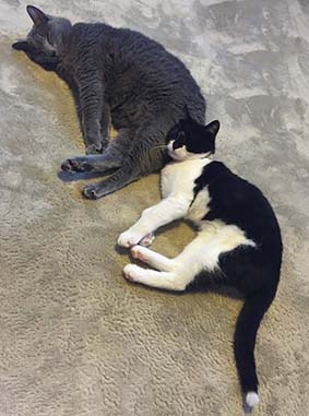 f:id:pancia:20160811114531j:plain