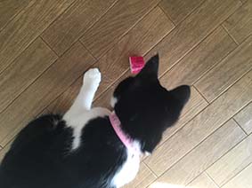 f:id:pancia:20161018114242j:plain