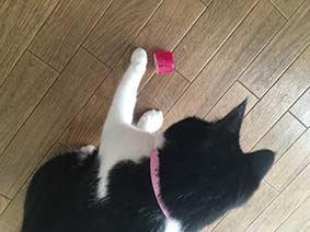 f:id:pancia:20161018114254j:plain