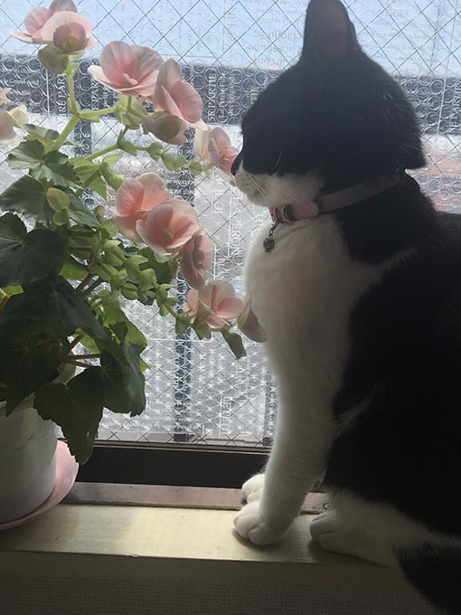 f:id:pancia:20170430131952j:plain