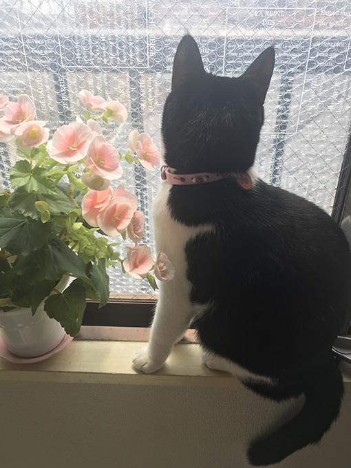 f:id:pancia:20170430132021j:plain