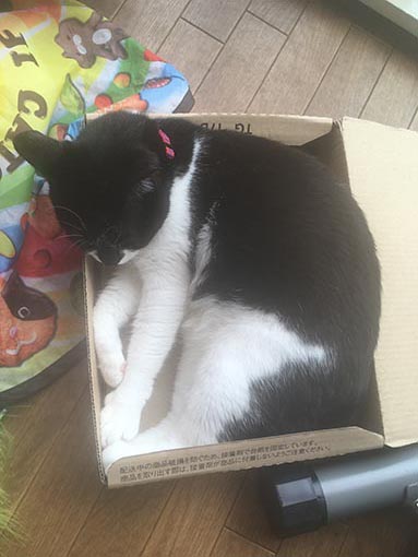 f:id:pancia:20170520150530j:plain