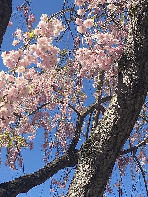 f:id:pancia:20170526184554j:plain