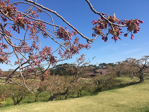 f:id:pancia:20170526191317j:plain