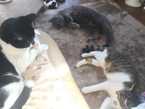 f:id:pancia:20171123152450j:plain