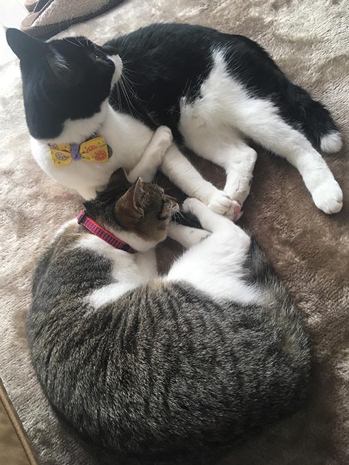 f:id:pancia:20171123152539j:plain