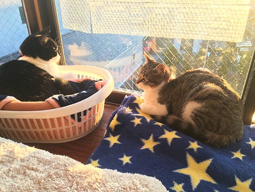 f:id:pancia:20171123163615j:plain