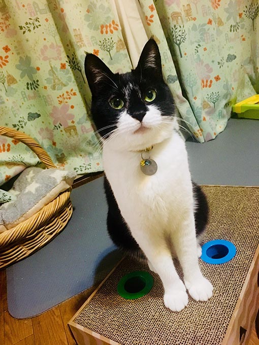 f:id:pancia:20180606160205j:plain