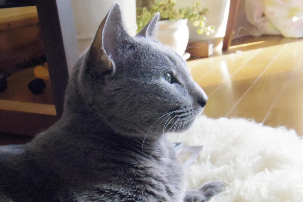 f:id:pancia:20180609123905j:plain