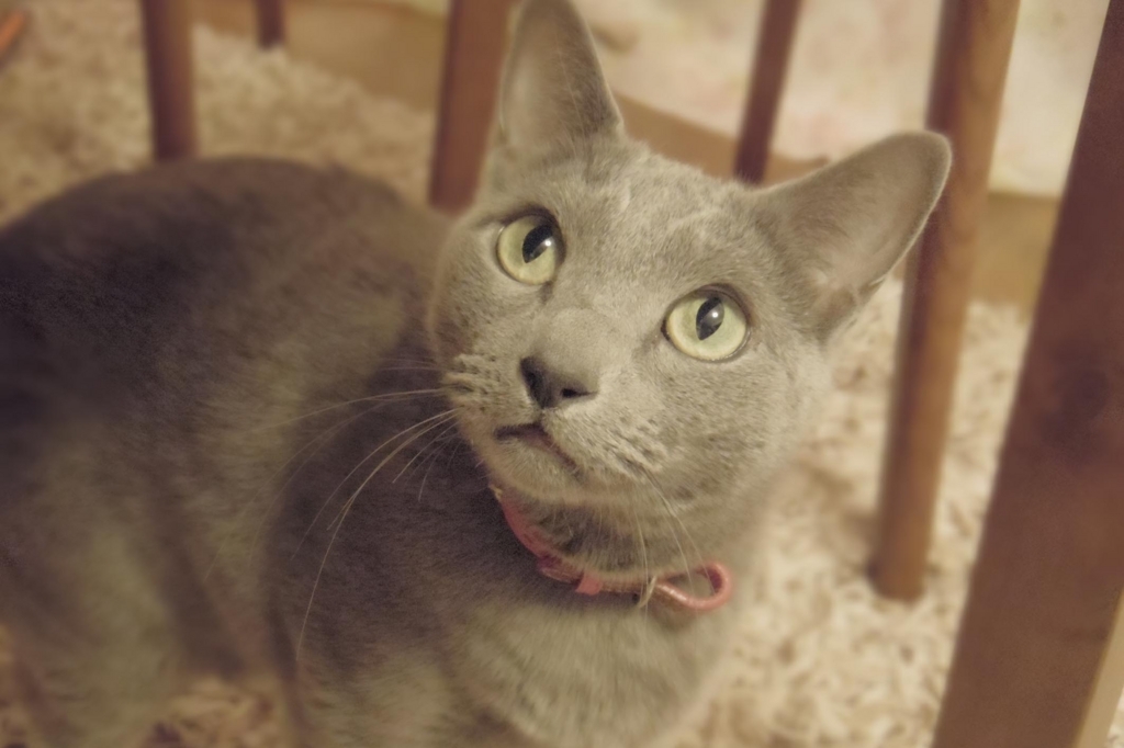 f:id:pancia:20180609124559j:plain