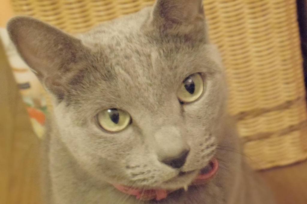 f:id:pancia:20180609124630j:plain