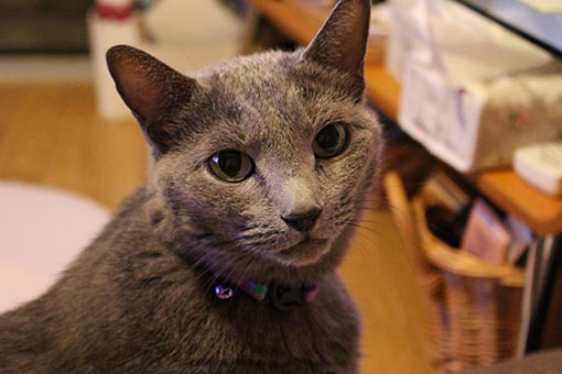 f:id:pancia:20180609124850j:plain