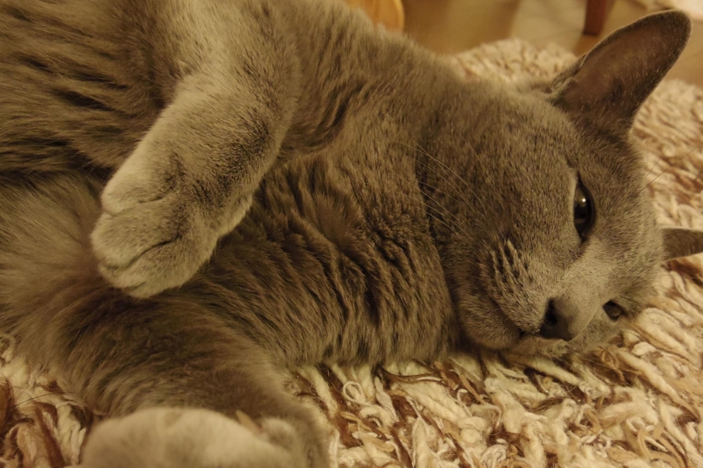 f:id:pancia:20180609125225j:plain