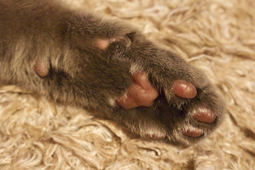 f:id:pancia:20180609125300j:plain