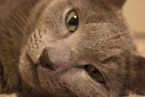 f:id:pancia:20180609125449j:plain