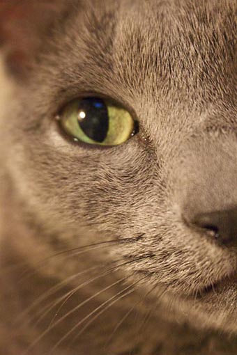 f:id:pancia:20180609125902j:plain