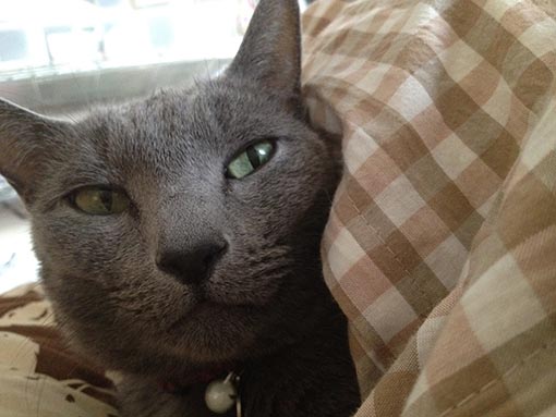 f:id:pancia:20180609130127j:plain