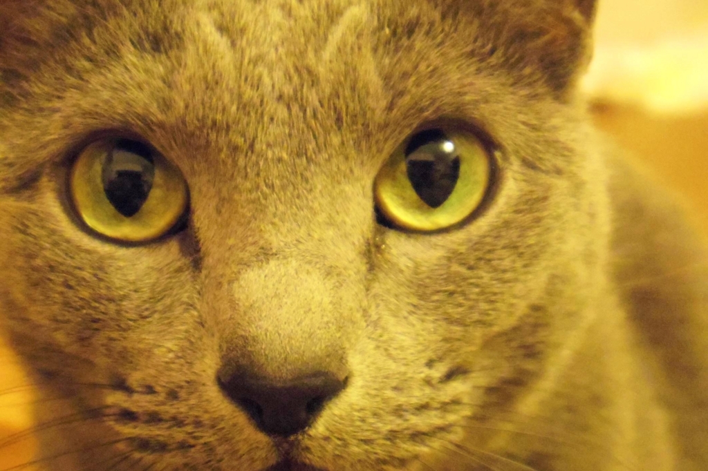 f:id:pancia:20180609135615j:plain