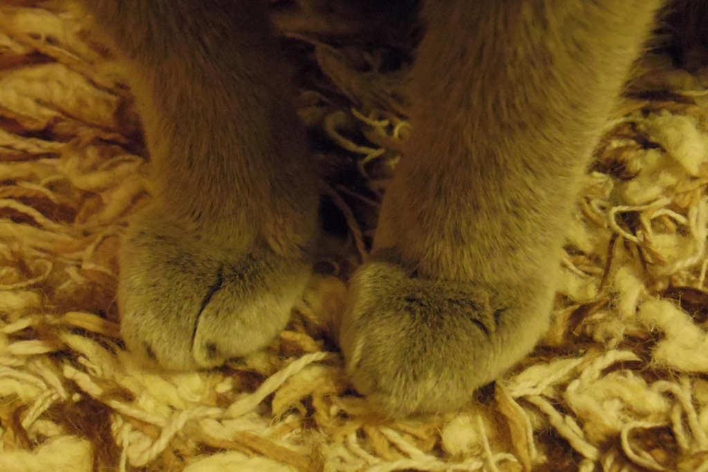 f:id:pancia:20180609135643j:plain