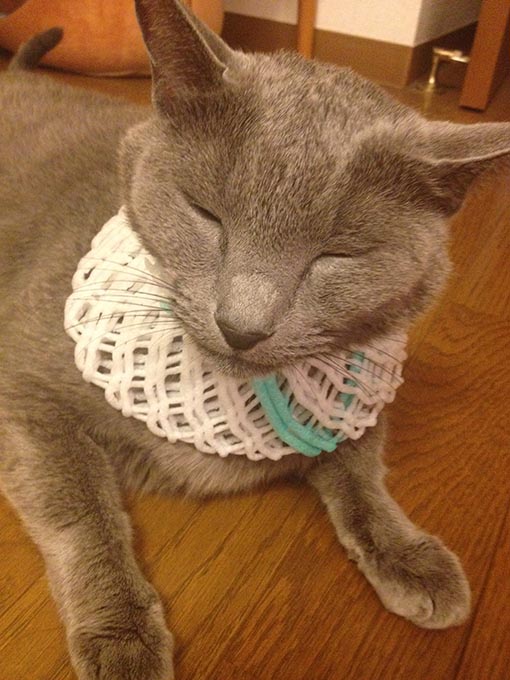 f:id:pancia:20180609135732j:plain