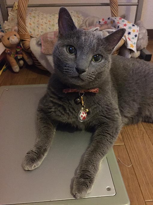 f:id:pancia:20180609135842j:plain