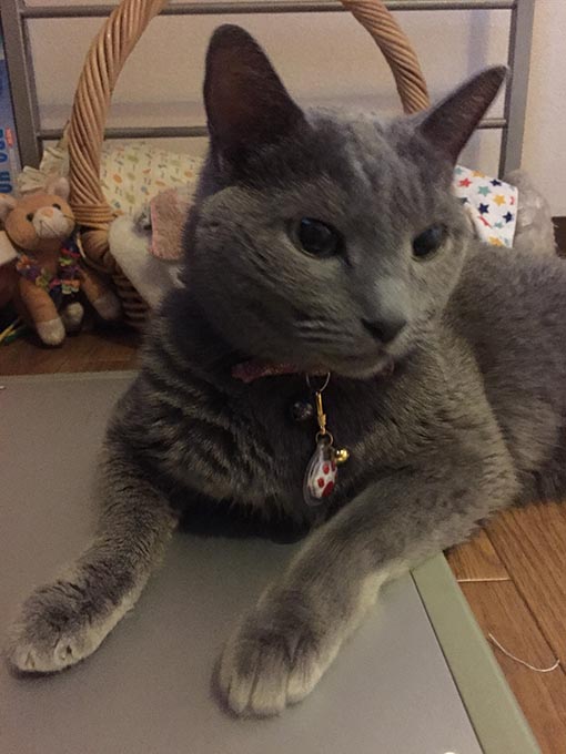 f:id:pancia:20180609135902j:plain