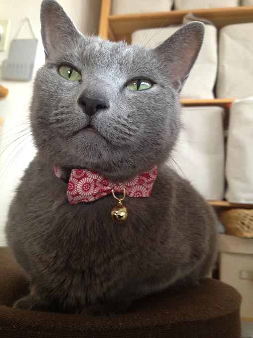 f:id:pancia:20180609135951j:plain