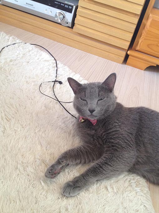 f:id:pancia:20180609140010j:plain