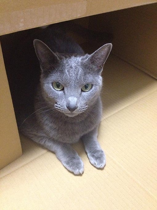 f:id:pancia:20180609140105j:plain