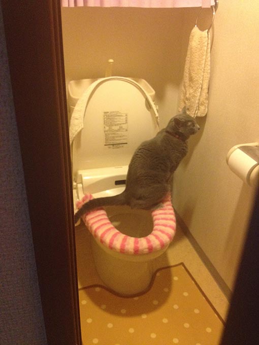 f:id:pancia:20180609140219j:plain