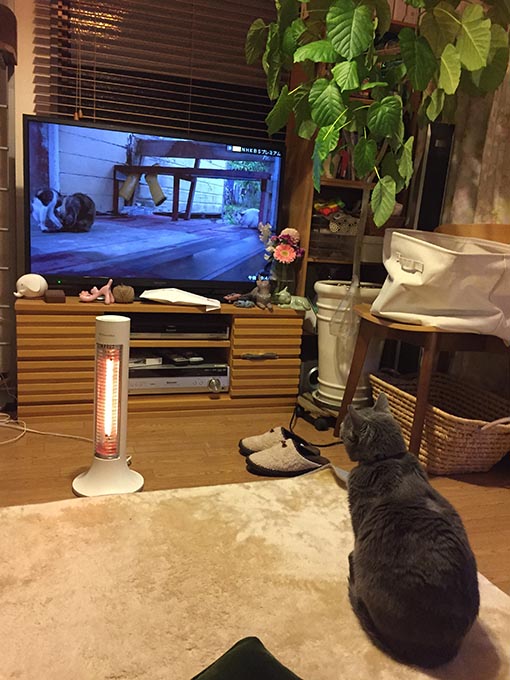 f:id:pancia:20180609140244j:plain