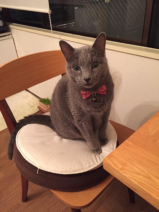 f:id:pancia:20180609140433j:plain