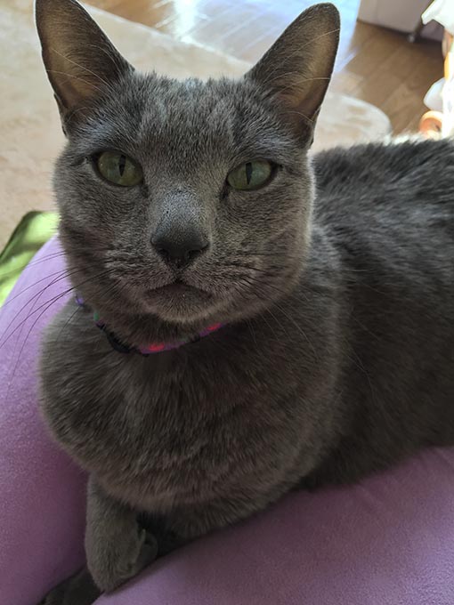 f:id:pancia:20180609140717j:plain