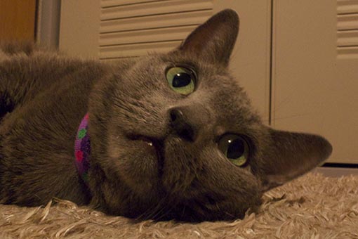 f:id:pancia:20180609140821j:plain