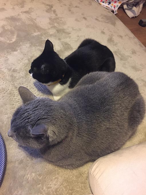 f:id:pancia:20180609140928j:plain