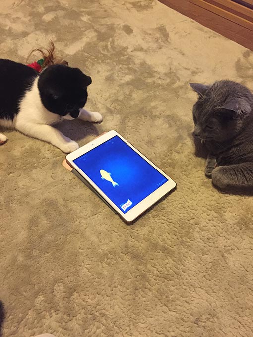 f:id:pancia:20180609141013j:plain