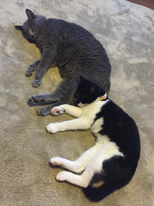 f:id:pancia:20180609141040j:plain