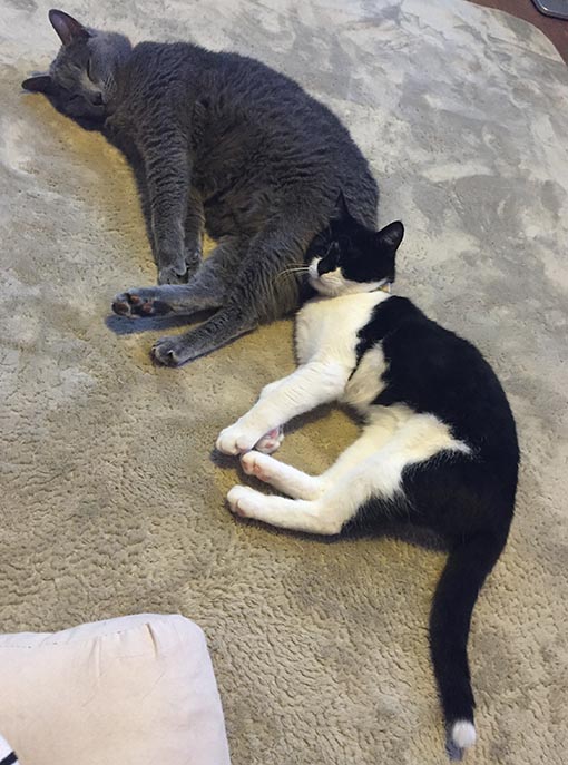 f:id:pancia:20180609141055j:plain