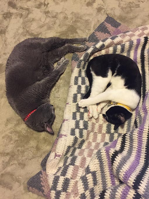 f:id:pancia:20180609141118j:plain