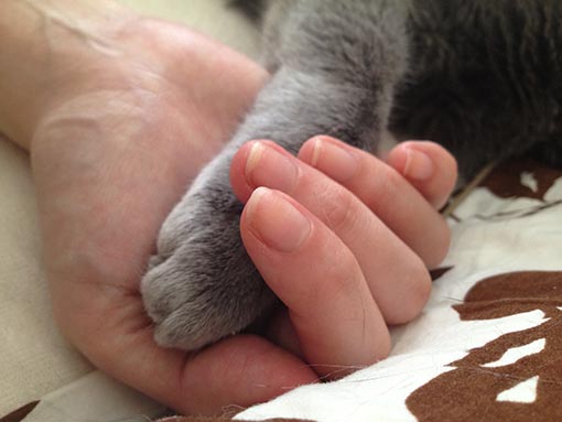 f:id:pancia:20180609141138j:plain