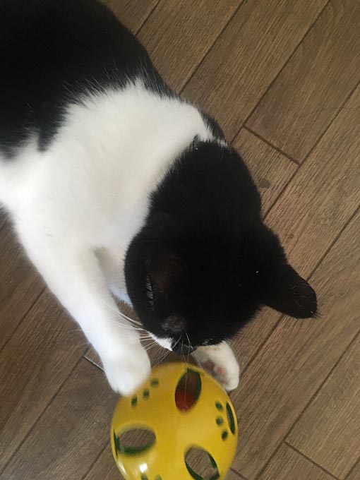 f:id:pancia:20180629195513j:plain