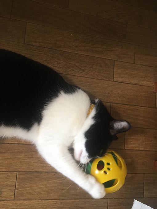 f:id:pancia:20180629195546j:plain