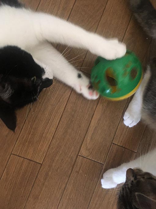 f:id:pancia:20180629195614j:plain