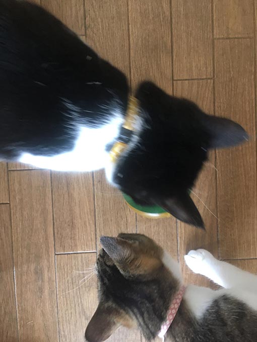 f:id:pancia:20180629195640j:plain