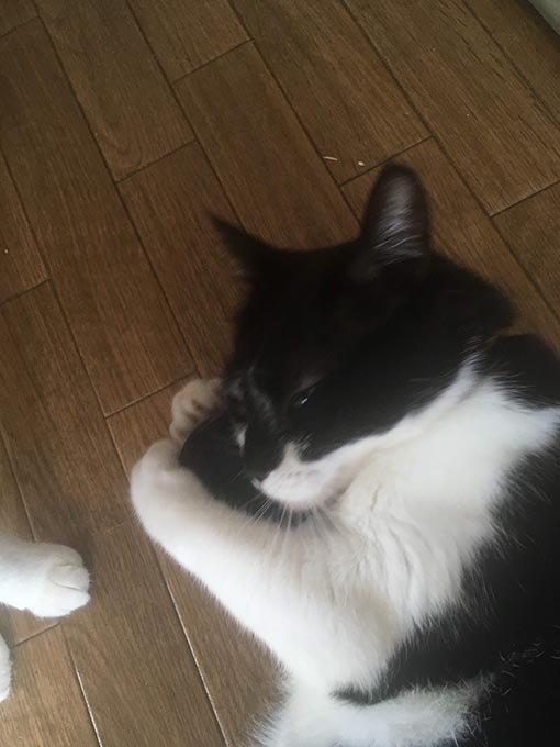 f:id:pancia:20180629200500j:plain