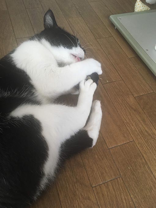 f:id:pancia:20180629200522j:plain