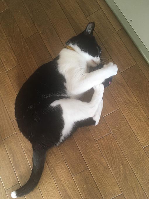 f:id:pancia:20180629200548j:plain