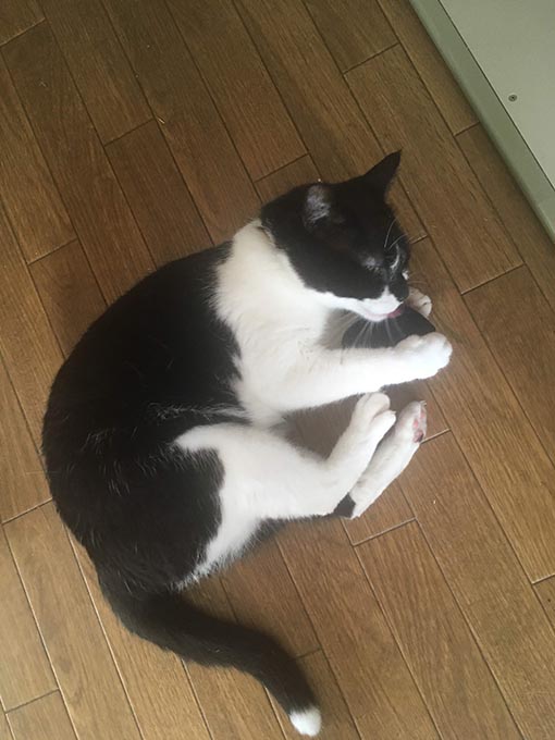 f:id:pancia:20180629200622j:plain