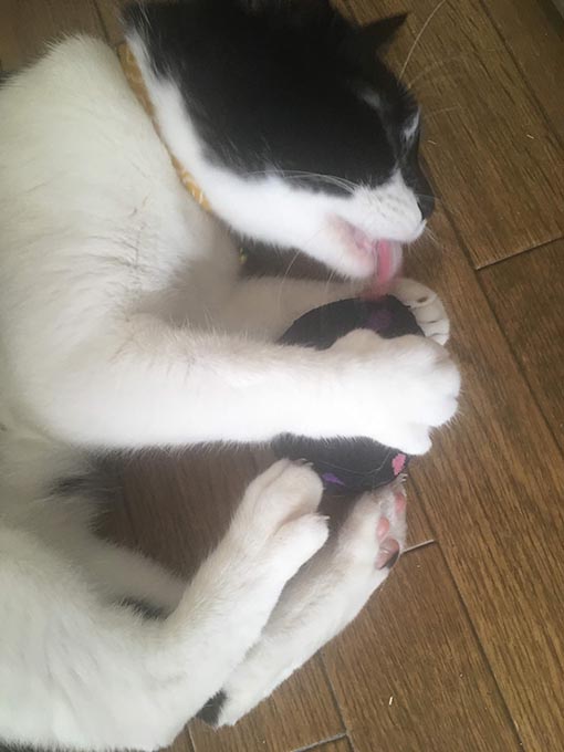 f:id:pancia:20180629200701j:plain